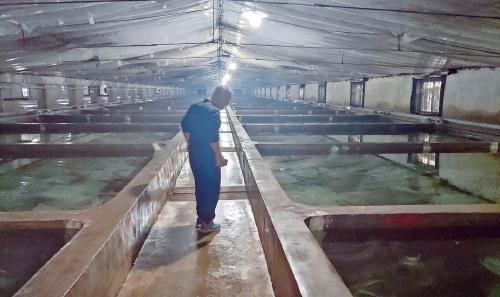 冬季惡劣天氣水產養殖管理指南 專家支招保豐收
