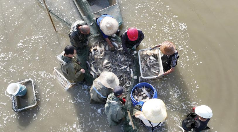 沙洋縣特色水產養殖書寫富民新篇章